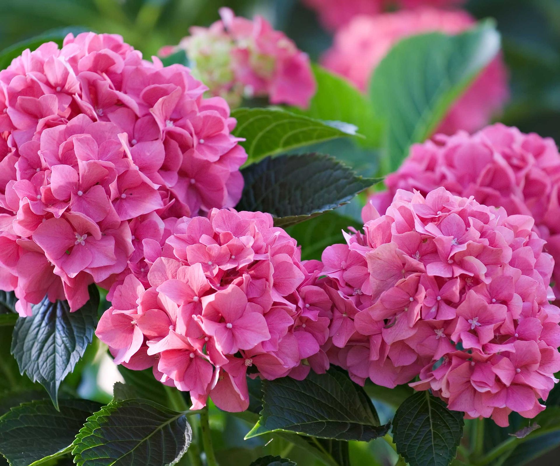 pink hydrangea flowers