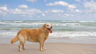 Golden retriever on beach – Best dog friendly beaches