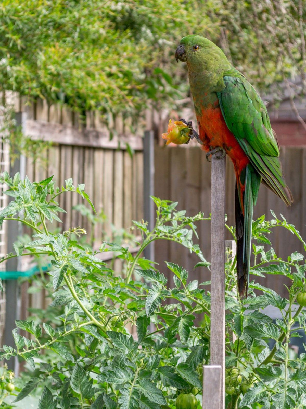 Protecting Tomato Plants From Birds: Keeping Birds Away From Tomatoes ...