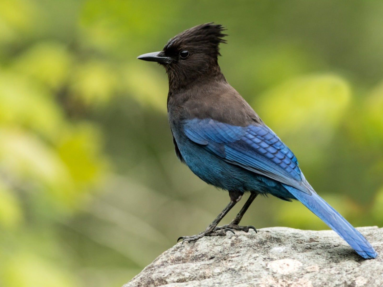 Native, Wild Birds Of The Pacific Northwest Region | Gardening Know How