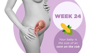 Pregnancy week by week 24