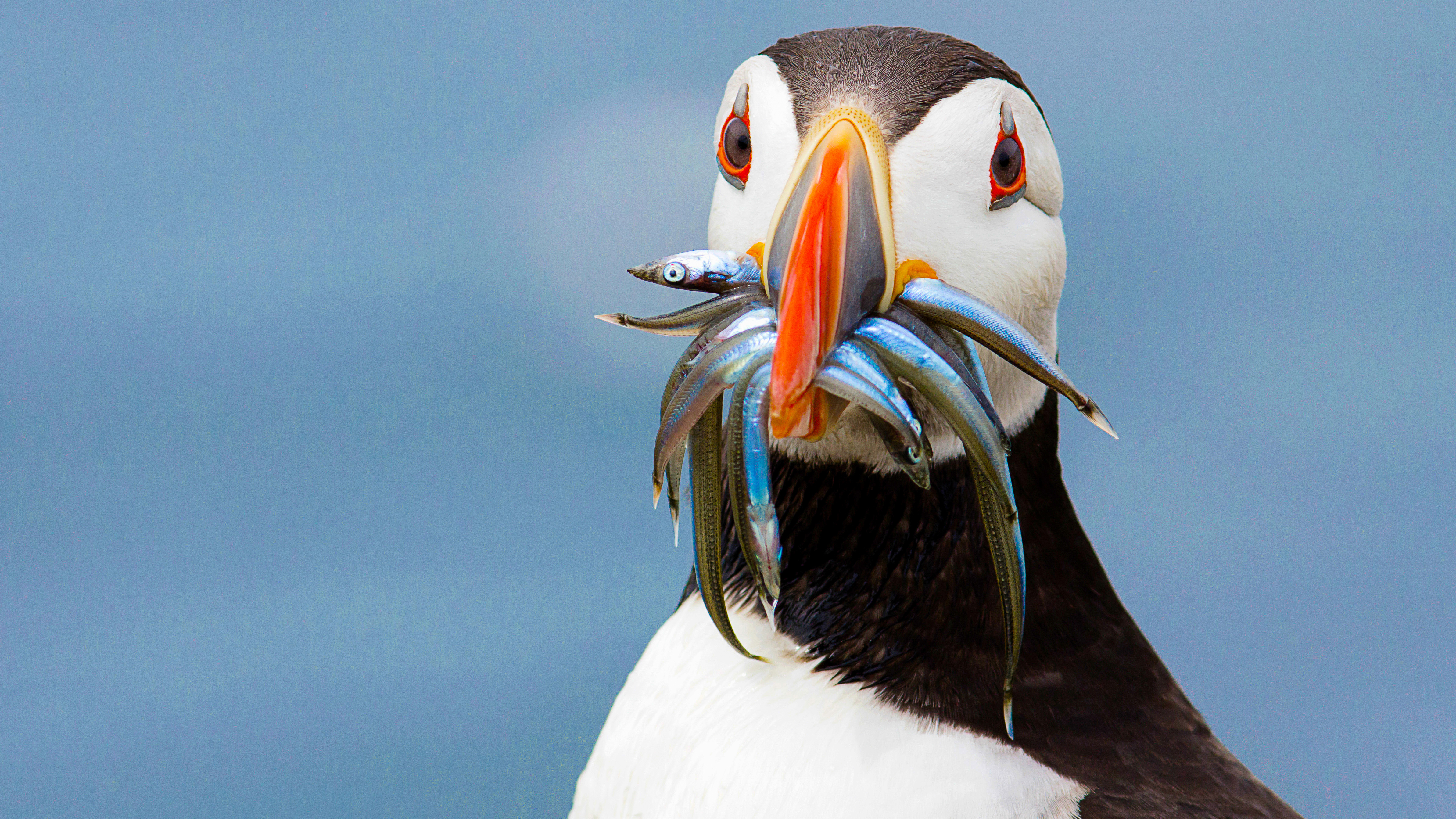 Puffins love small fish and sand eels and can often be seen with a beak full