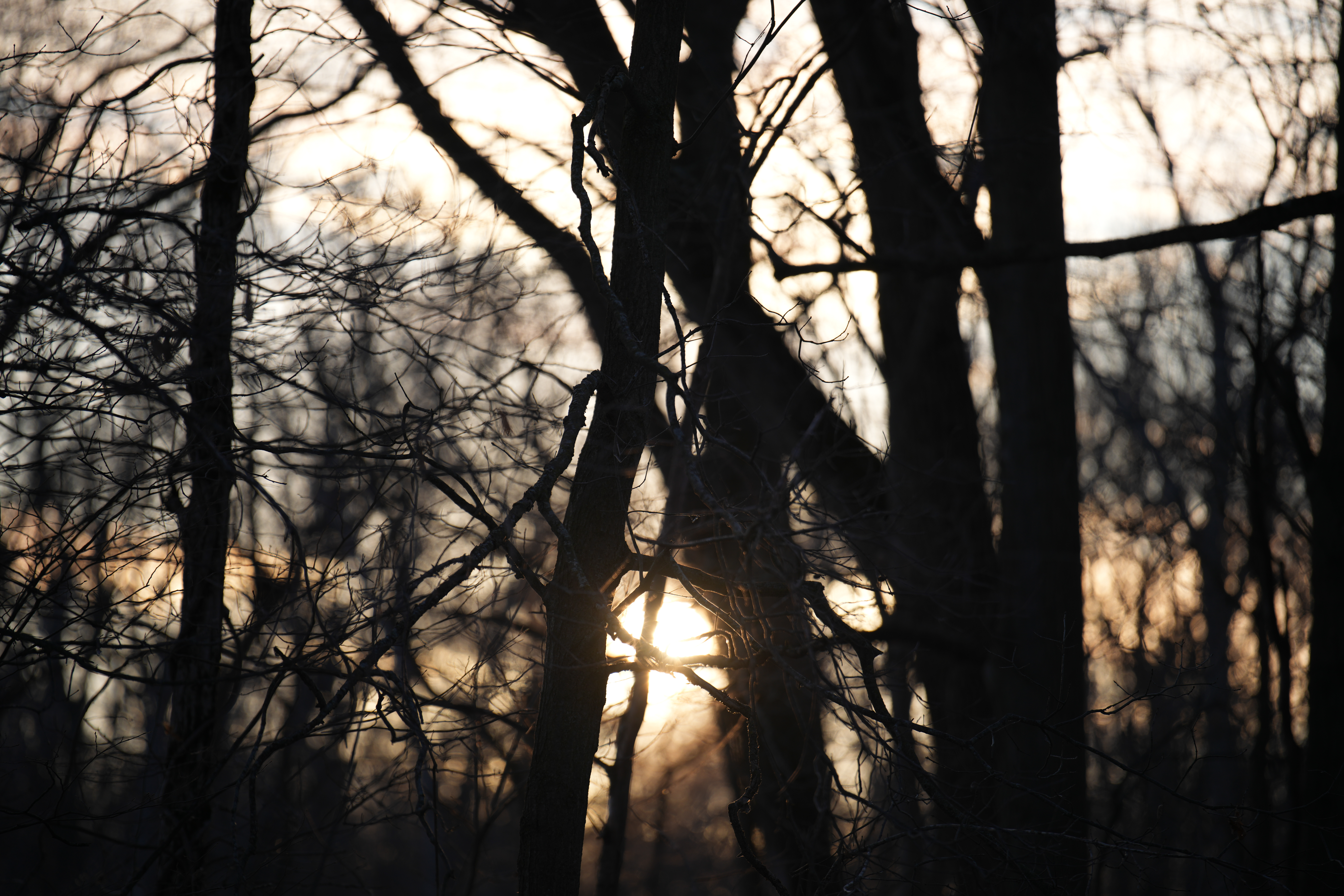 Sample images taken with the Sony 70-200mm f/2.8 GM OSS II lens and the Sony A7R V