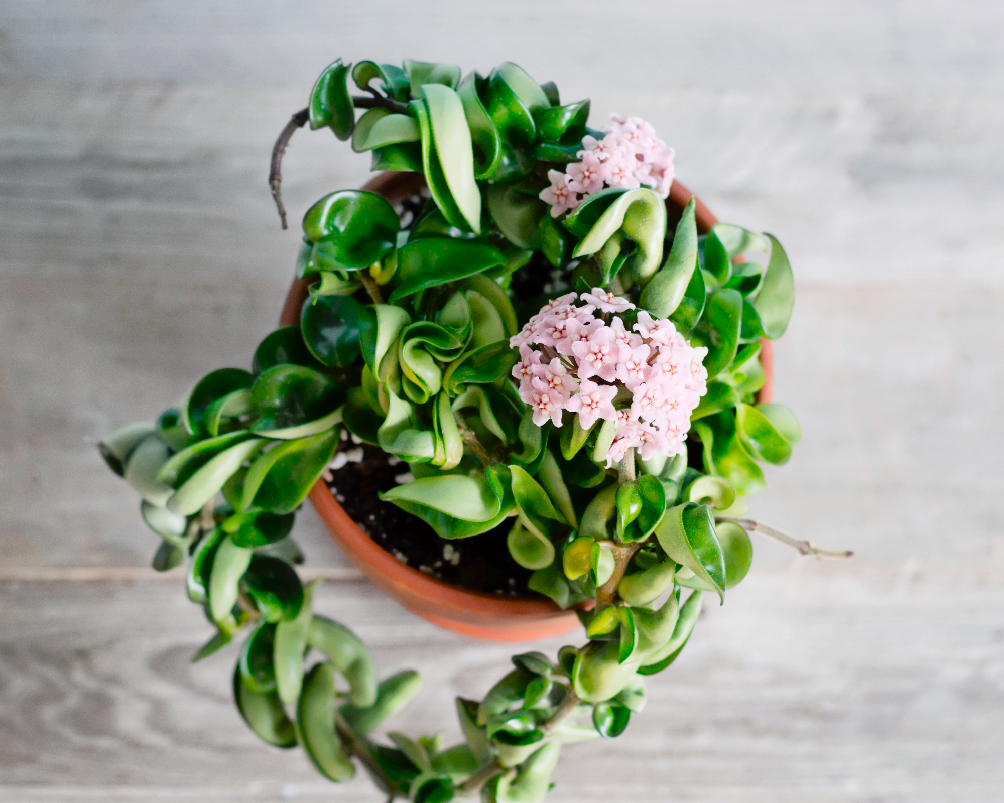 Hoya carnosa houseplant on tabletop