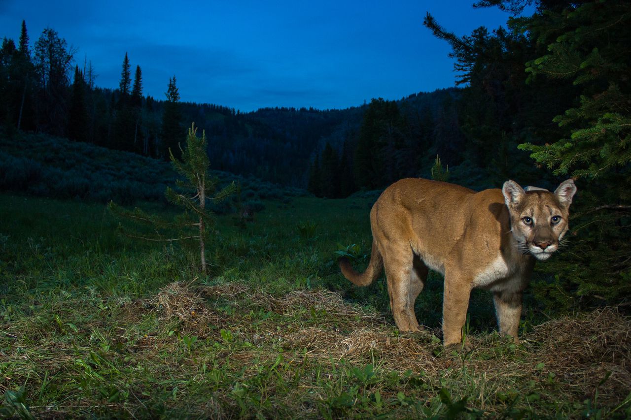 A cougar looks straight into the camera.