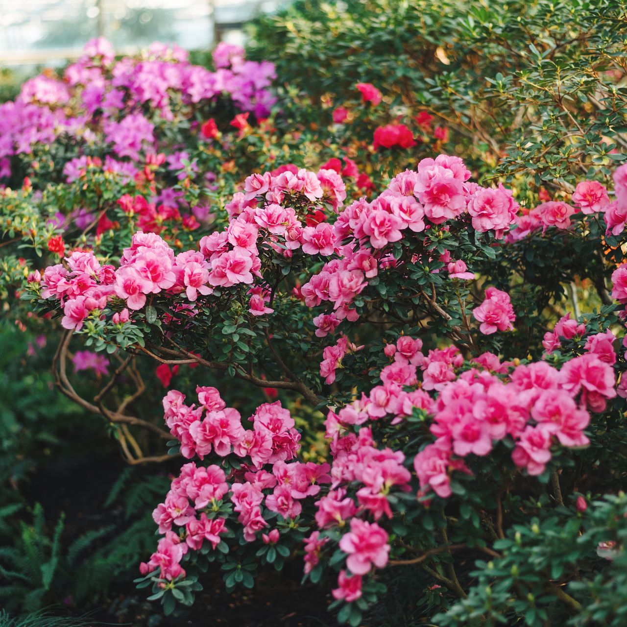 Variety of azaleas in garden 