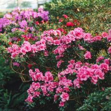 Variety of azaleas in garden 