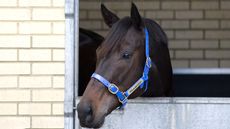 Black Caviar