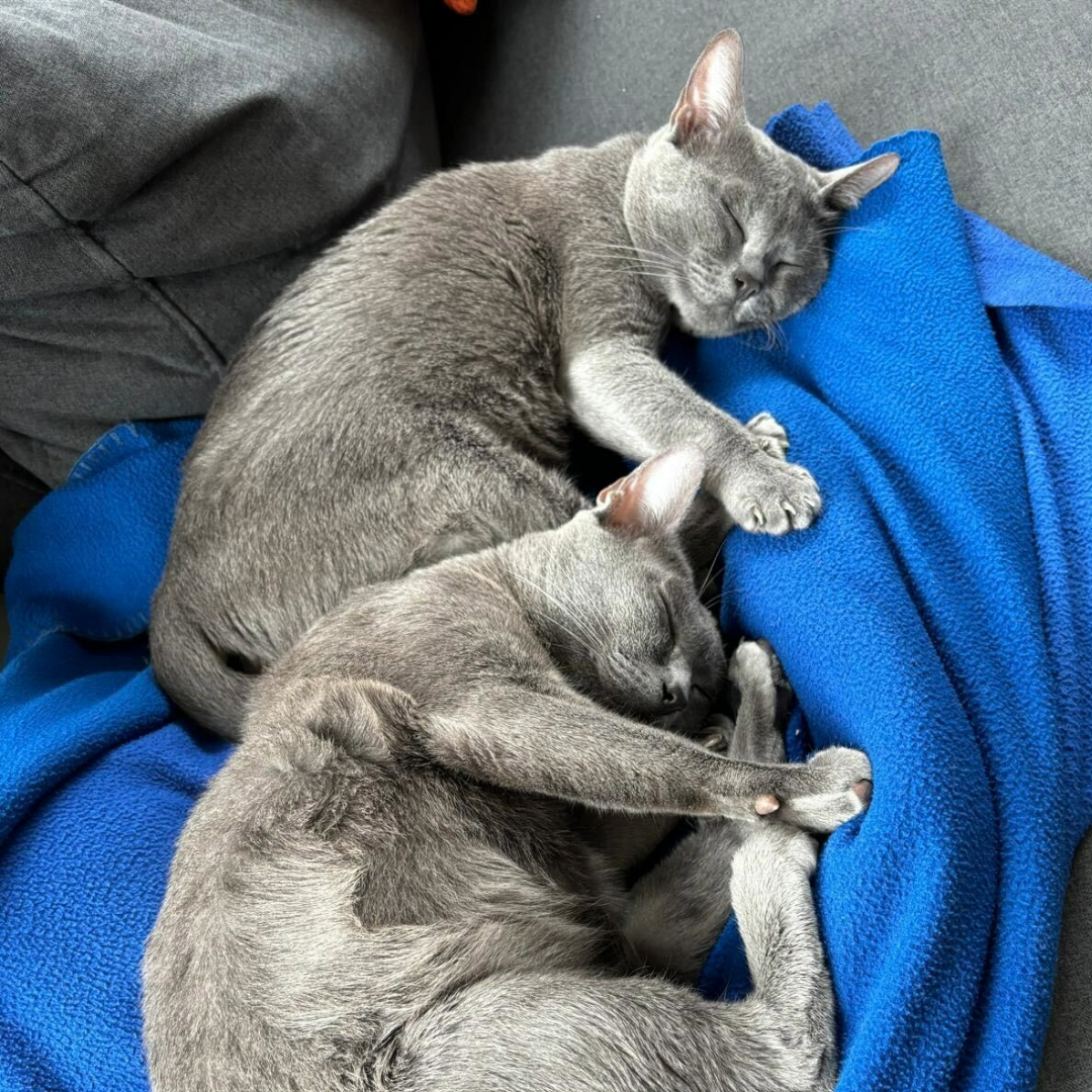 Philip's cats, Ava and Bella, sleeping on a blue fleece blanket