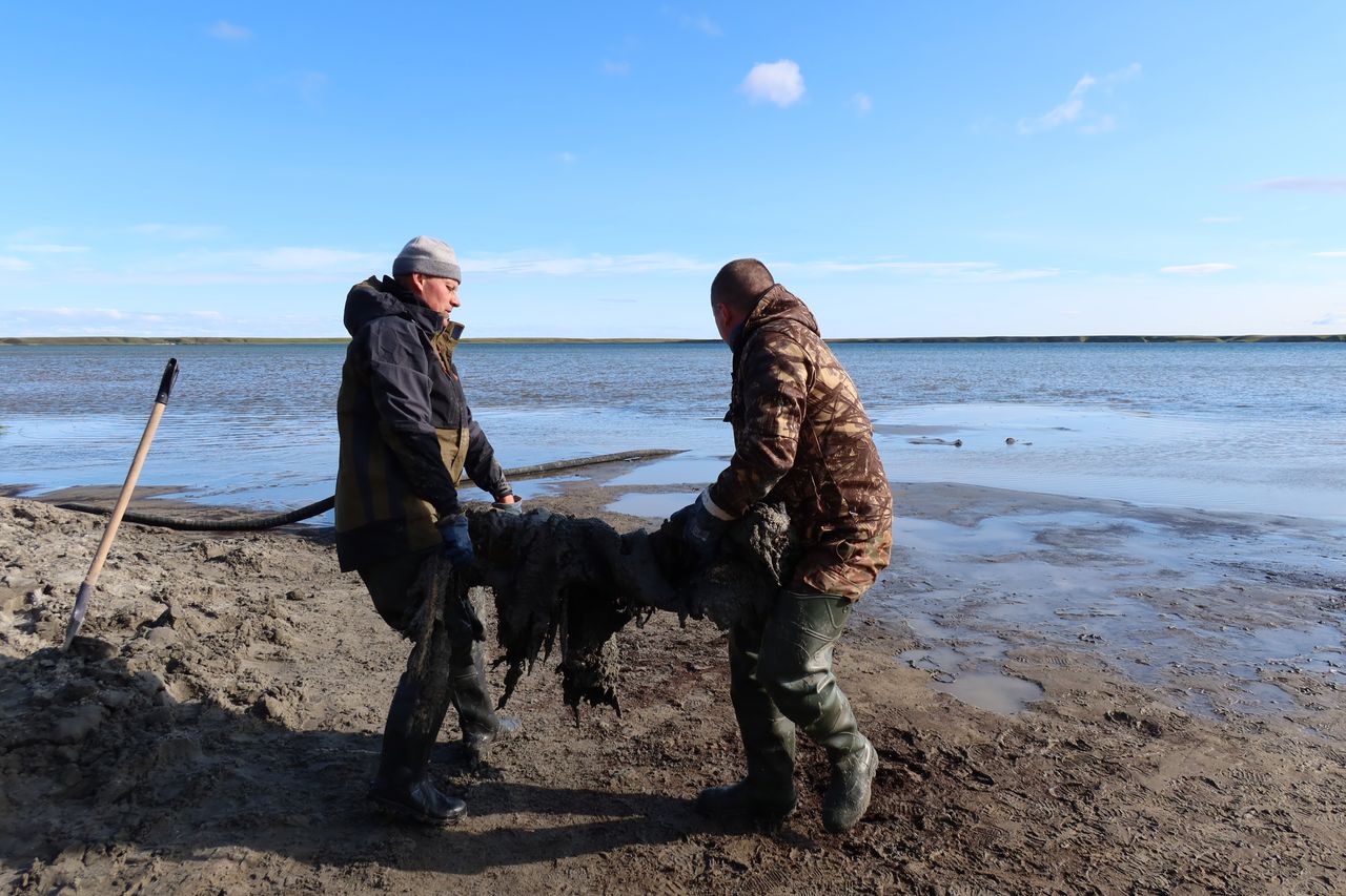 Two men carry a piece of the excavated woolly mammoth remains from Lake Pechenelava-To.