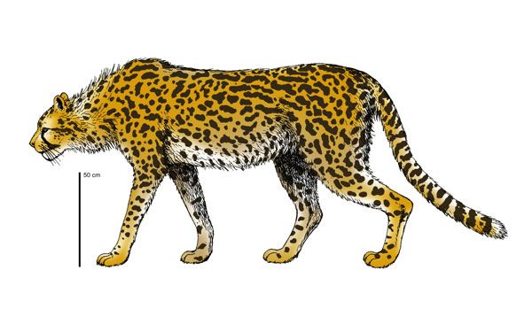 largest extinct cheetah