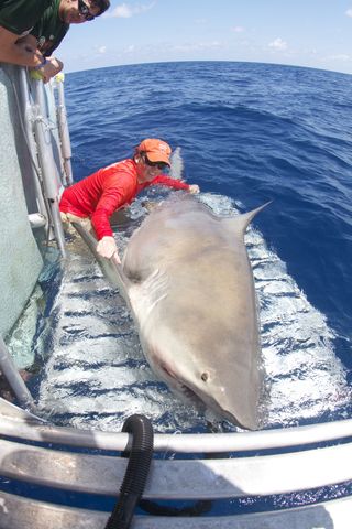 The huge bull shark, the top predator in the Florida Keys where it was caught, turned out to be a female, which are typically larger than males.