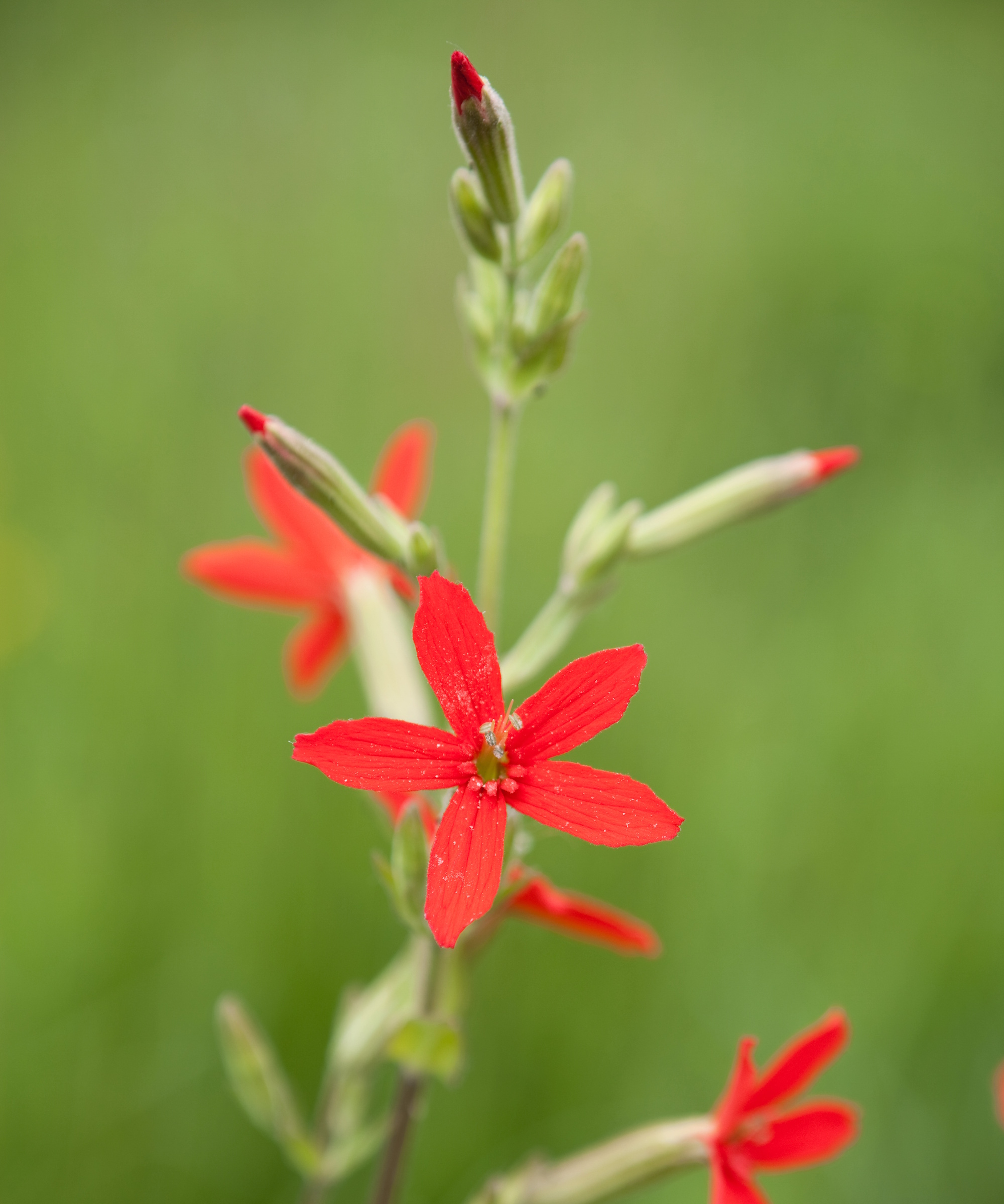 Royal catchfly blooms