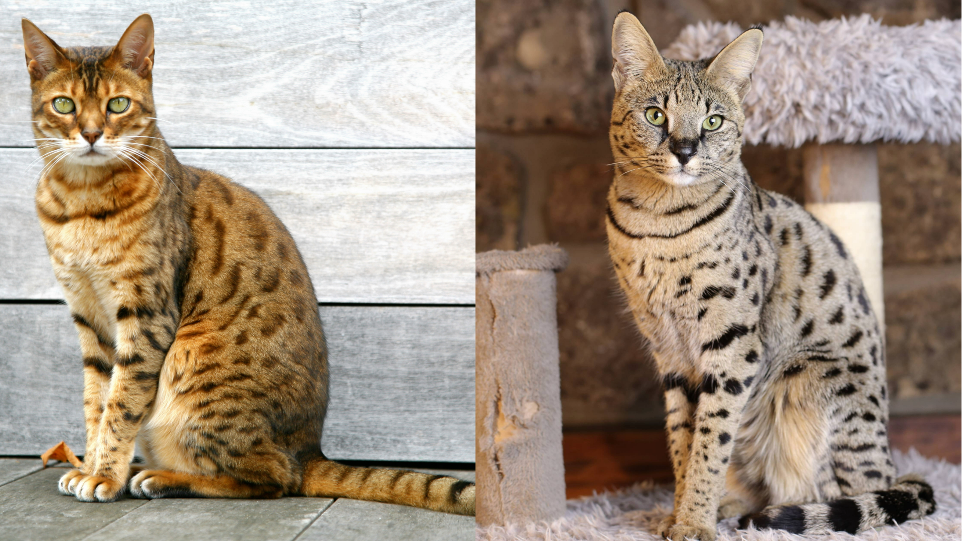 Bengal cat (left) Savannah cat (right)