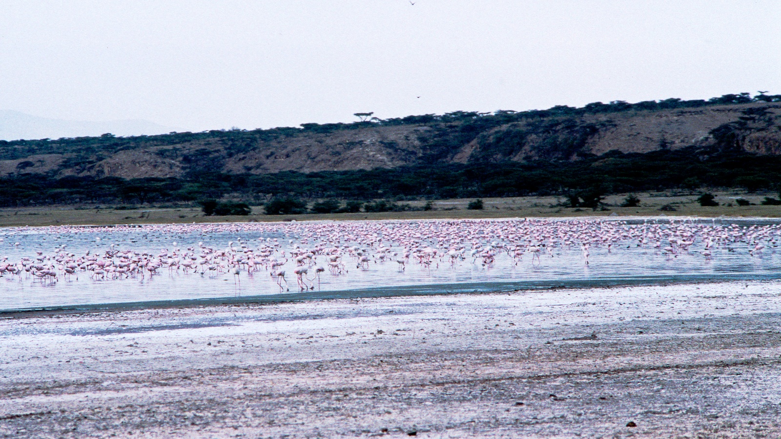 Flamingos standing along the shore of Lake Abijata