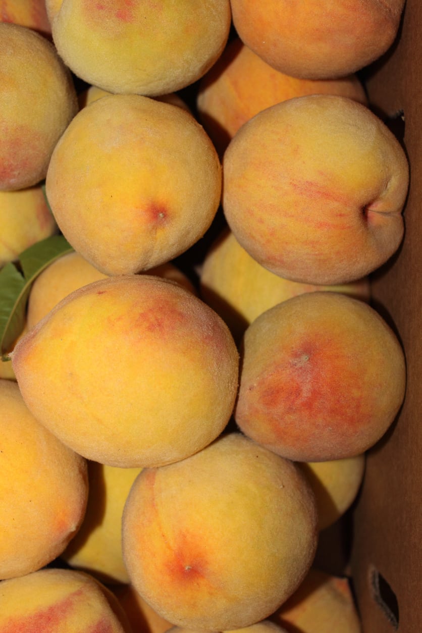 Elberta Peach Growing: How To Care For Elberta Peaches