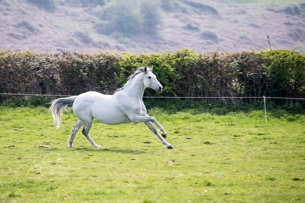 Word of Warning enjoying a new field - Copyright Jo Sutherst Photography