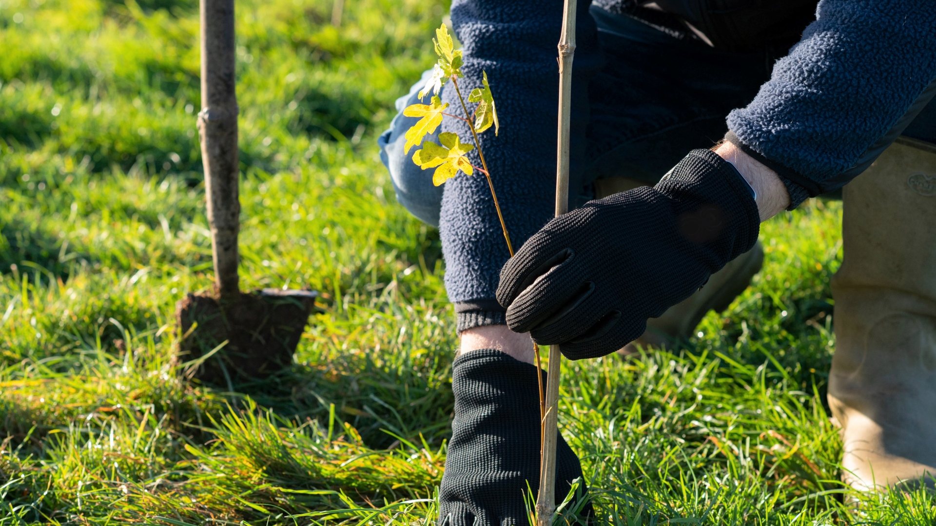 Tree planting_credit Philip Formby WTML_16-9