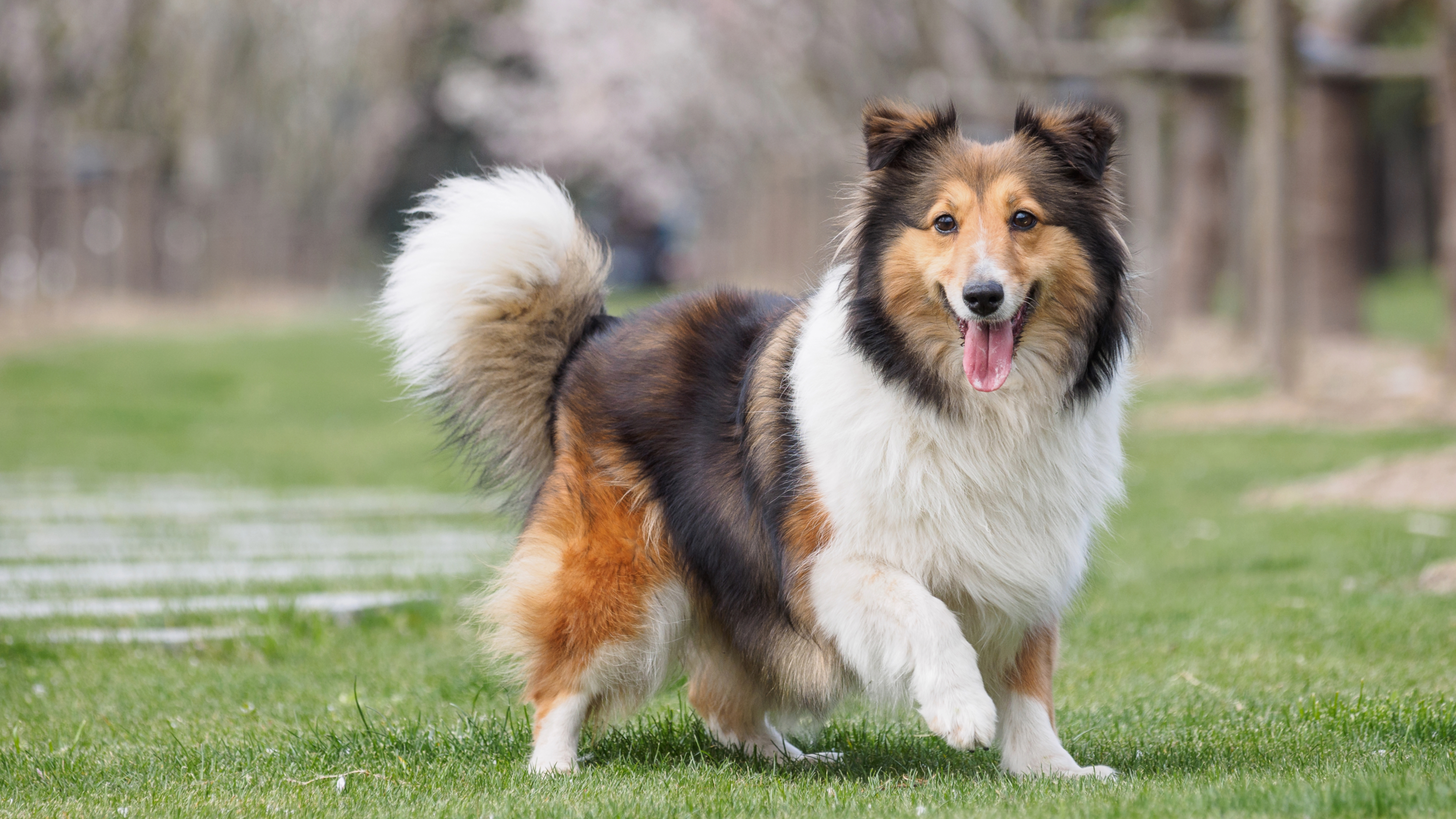 Shetland Sheepdog