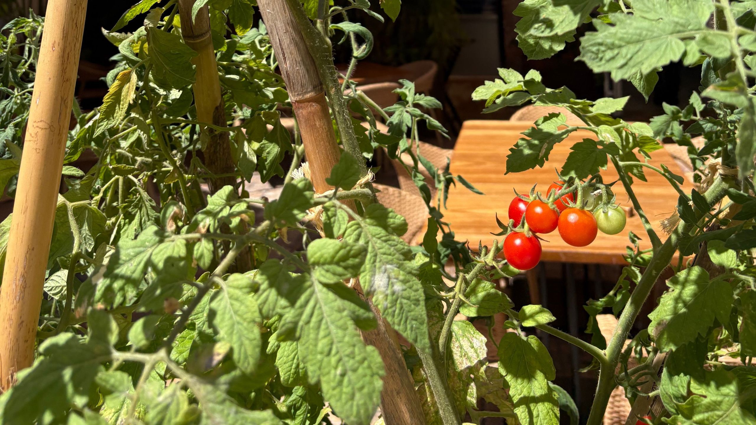 4 ways to revive your tomato plants this August – help wilted plants bounce back and save your harvests