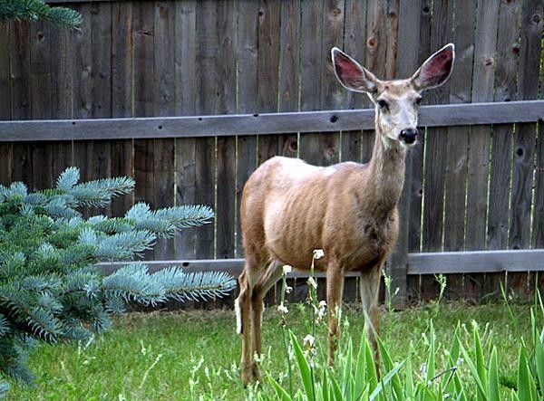 The unofficial pet... but there's no catching this one
