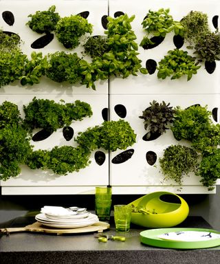 A modular living wall system planted with herbs