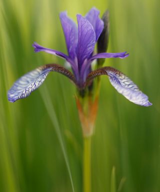 A close-up shot of a purple Japanese Iris
