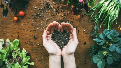 Hands holding soil in heart shape surrounded by plants