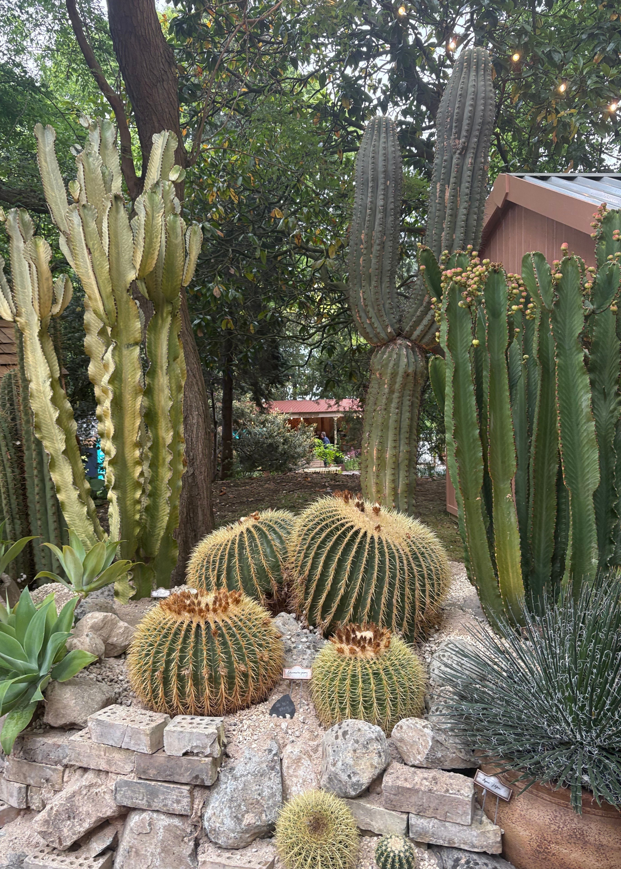 A cactus garden at the Chelsea Flower Show 2026