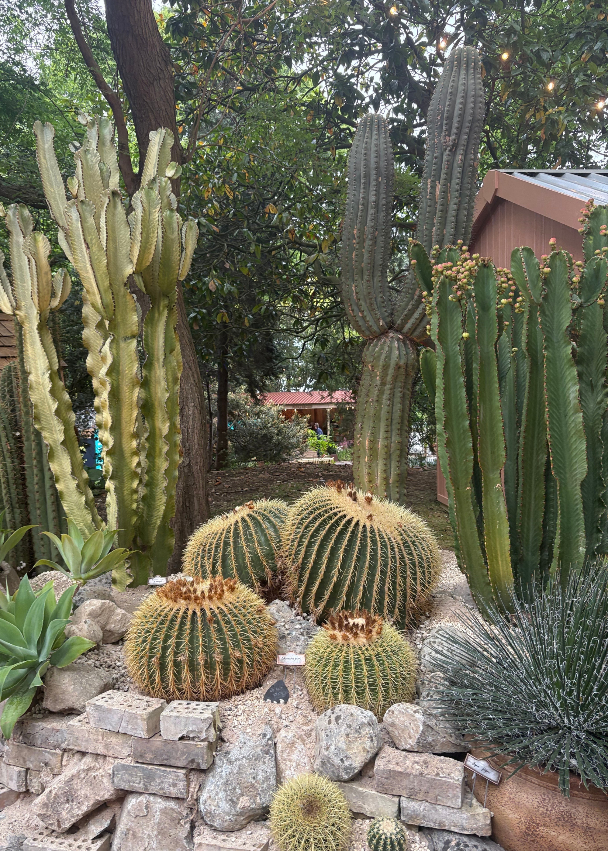 A cactus garden at the Chelsea Flower Show 2026