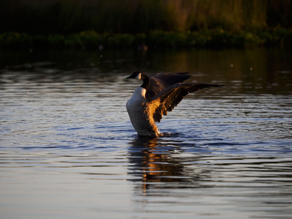 OM System 50-200mm F2.8 sample gallery: goose in water at first light