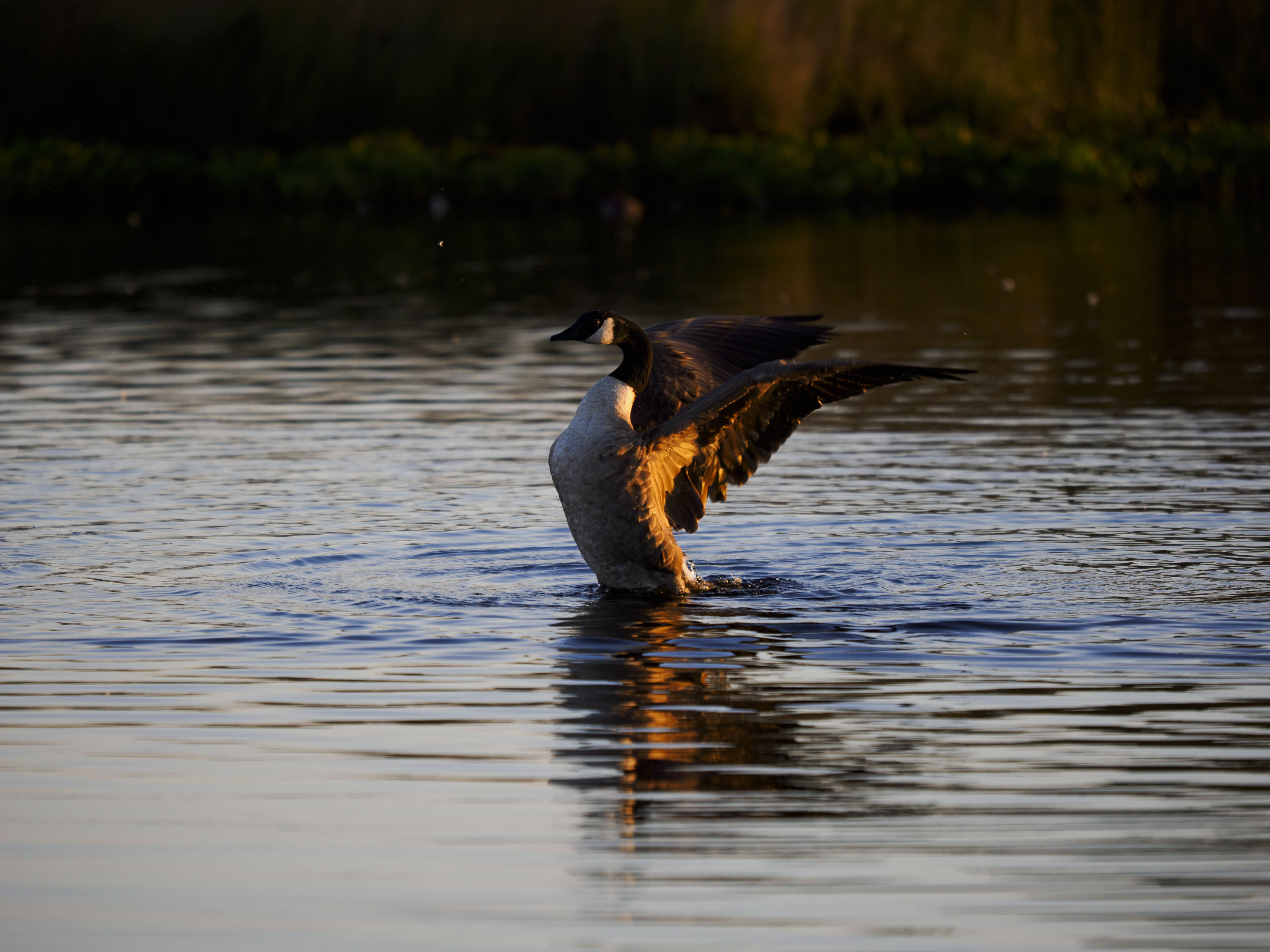 OM System 50-200mm F2.8 sample gallery: goose in water at first light