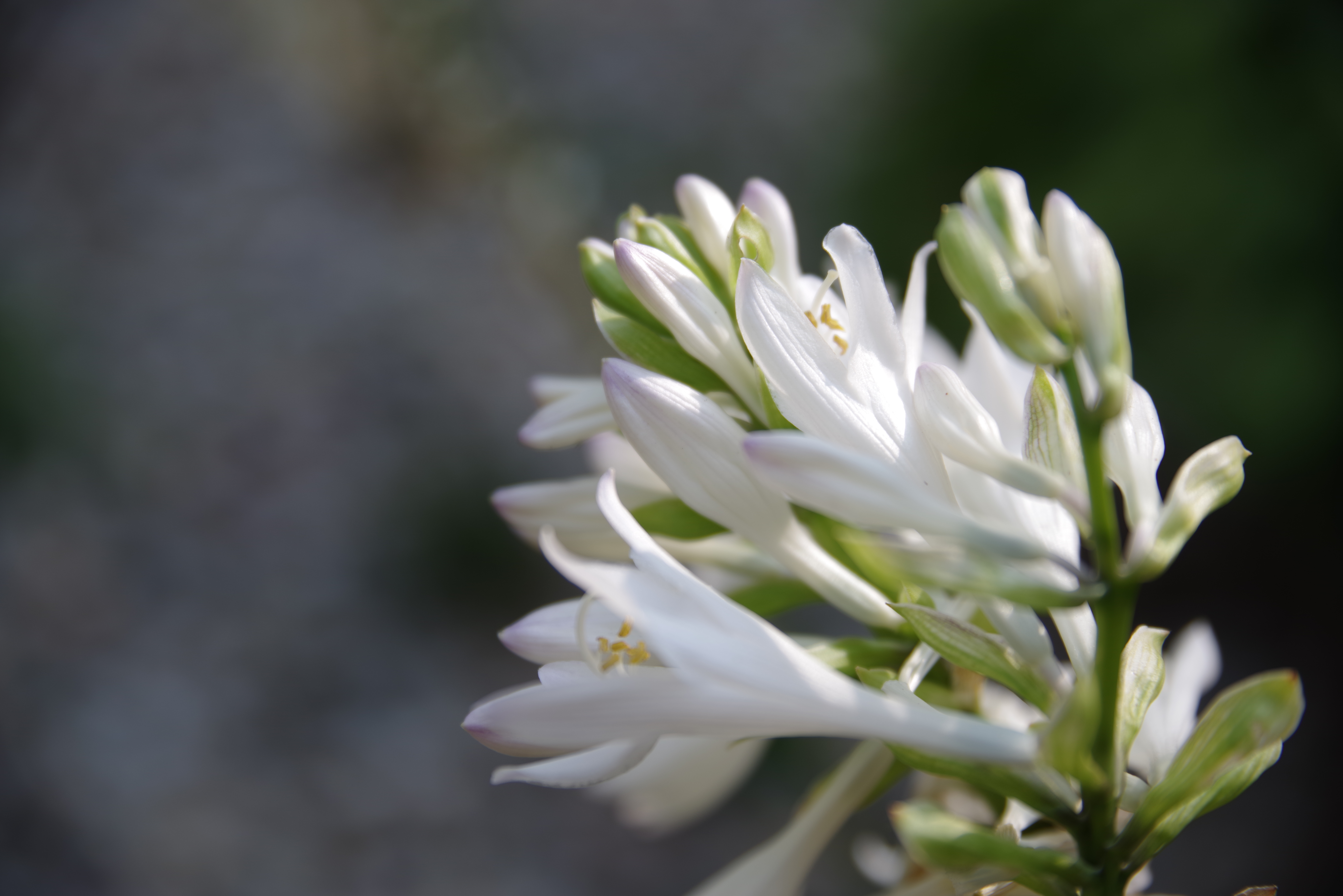 Sample image from the Pentax-D FA 24-70mm f/2.8 ED SDM WR
