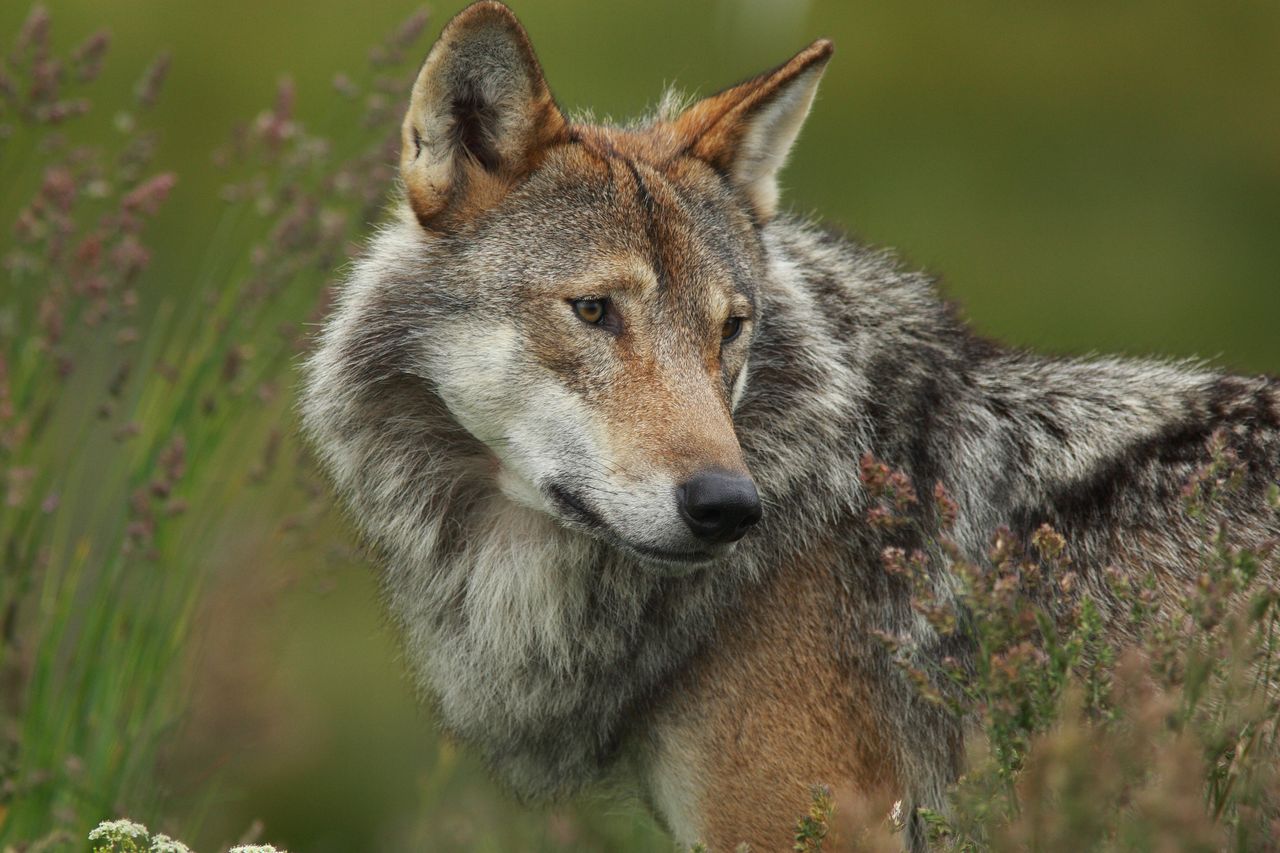 Could wolves really become the farmer&#039;s friends?