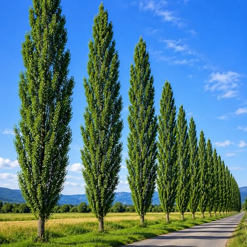 Lombardy Poplar Tree Cuttings for Planting | Fast Growing Privacy Trees | Easy to Root Live Hardwood Cuttings | Tall Columnar Windbreak &amp;amp; Landscape Trees (50 Trees)