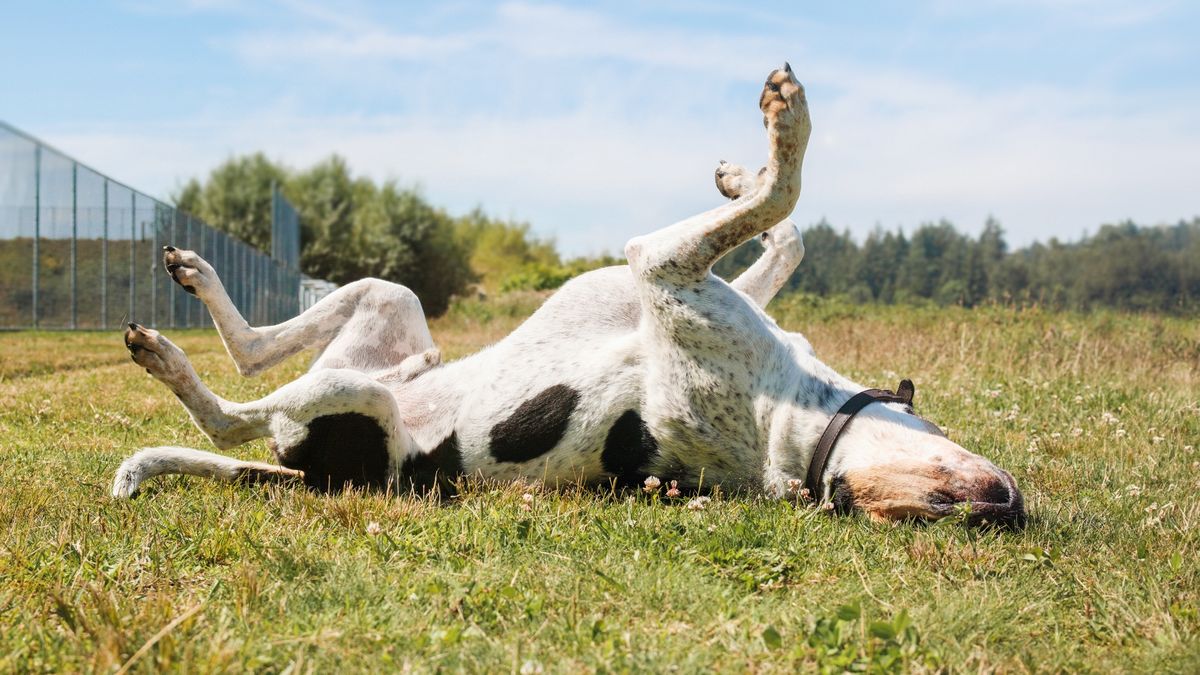 Happy dog rolling on the grass on a summer day