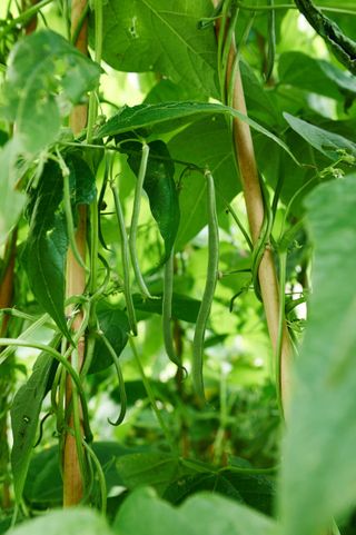when to pick green pole beans and bush beans