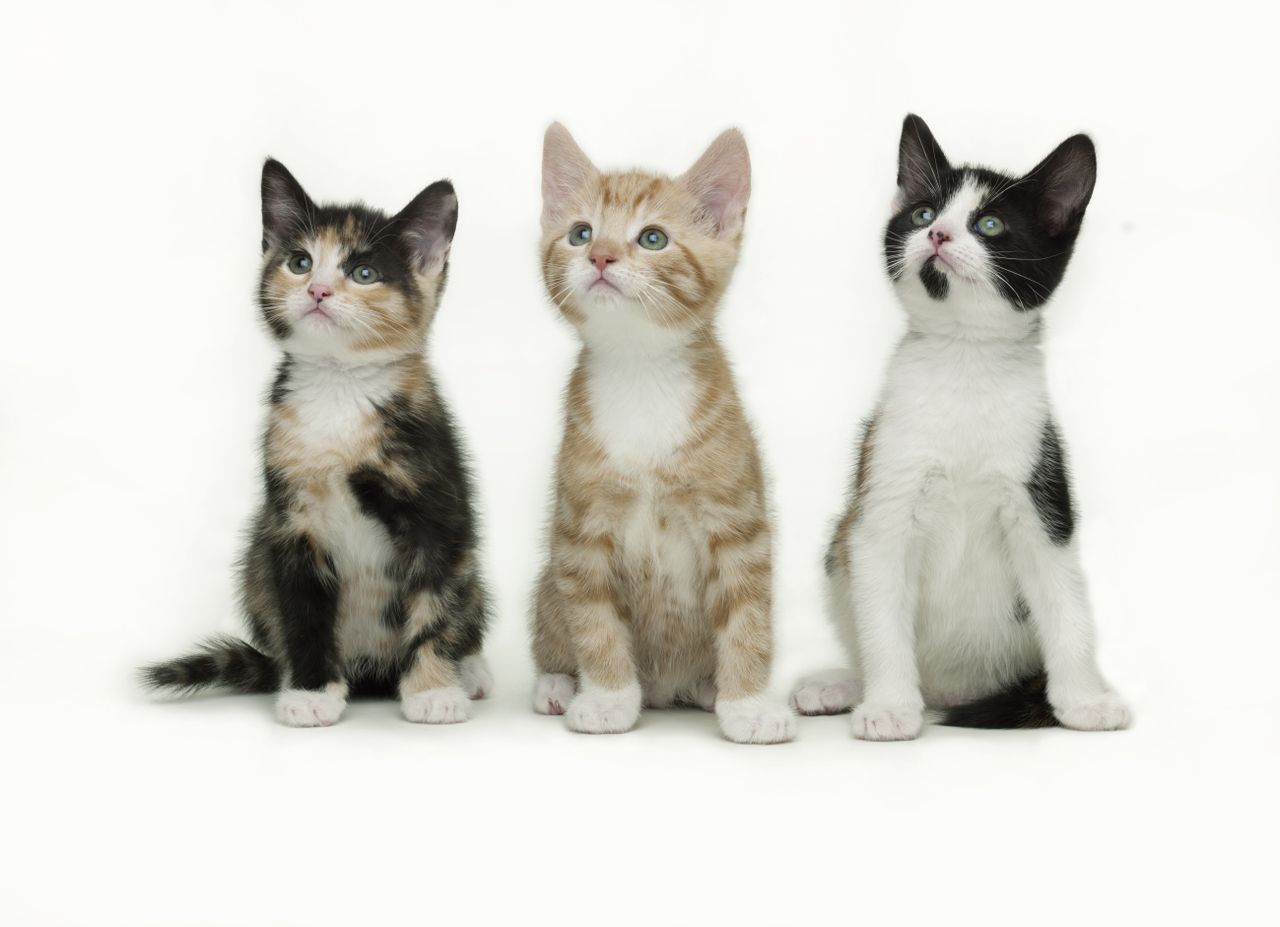 Three kittens