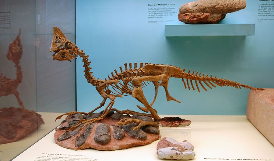 Oviraptor skeleton and eggs