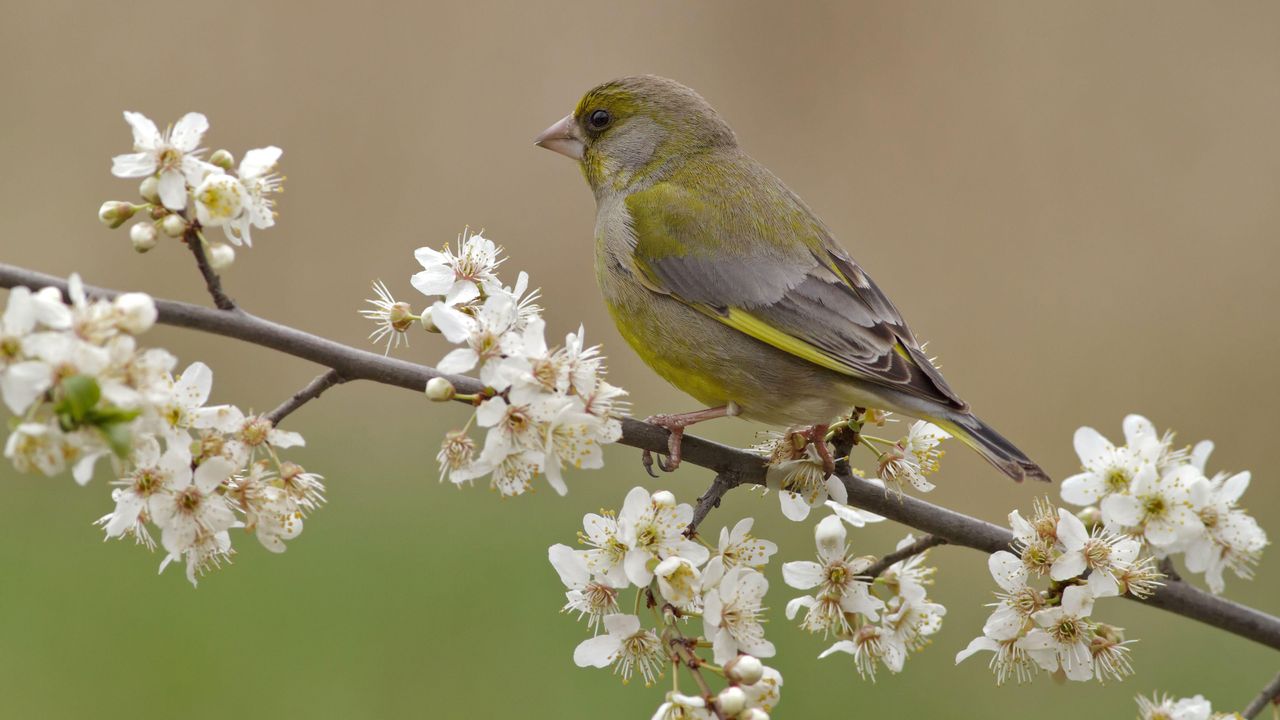 greenfinch