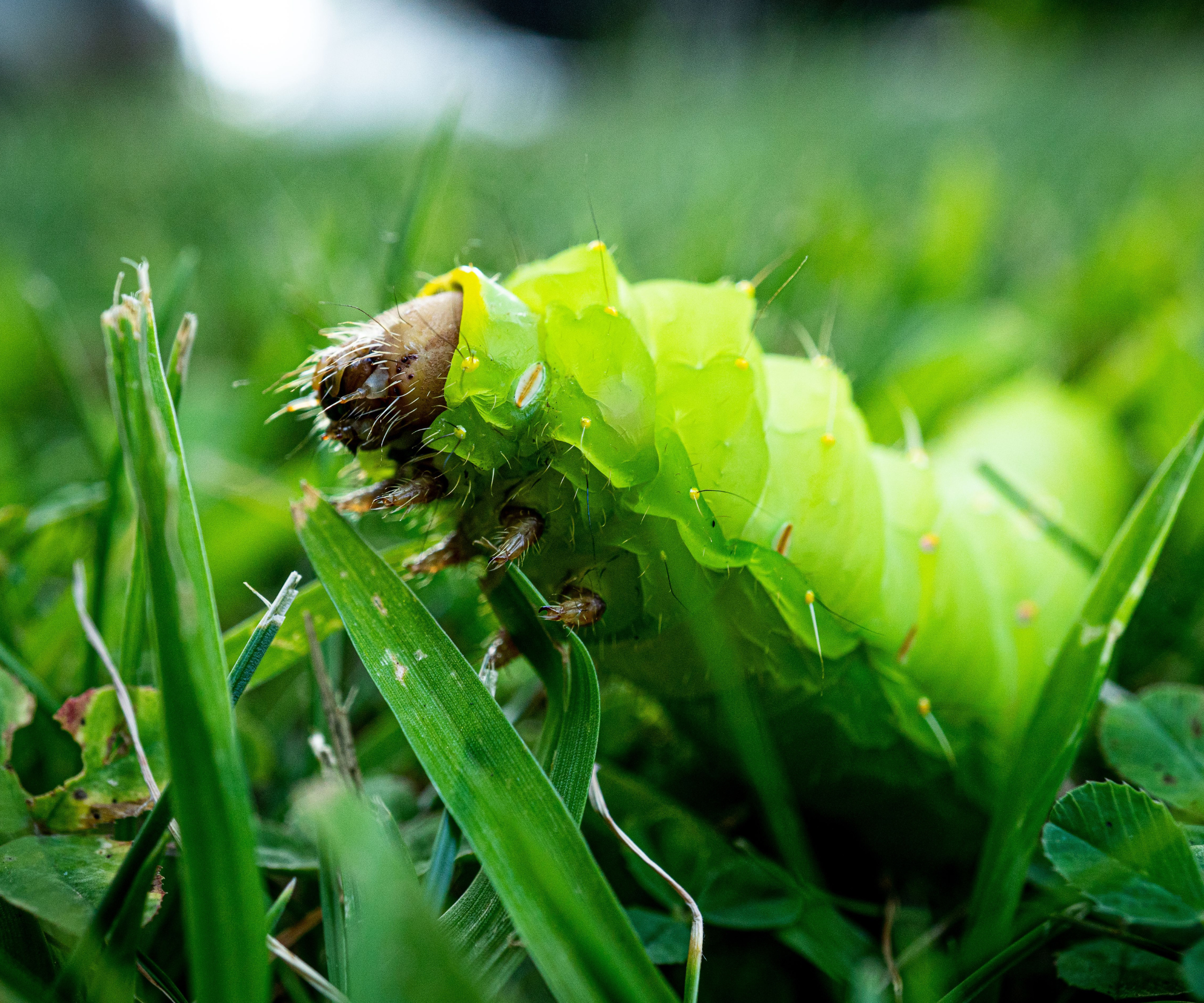 A macro of a Luna Moth caterpillar (Actias luna) on grass against a blurred background