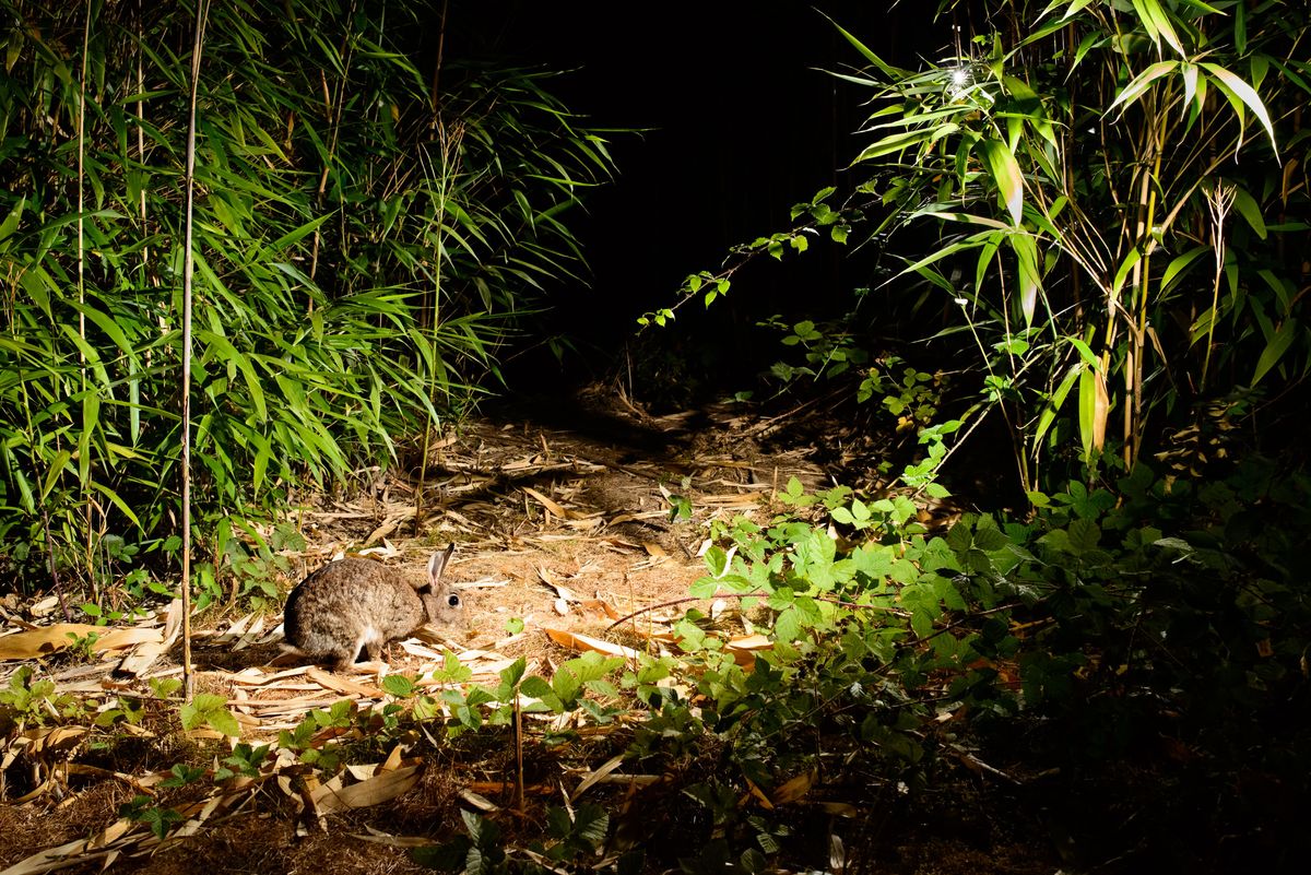 A wild rabbit in a clearing surrounded by bamboo foliage, at night, lit by flash