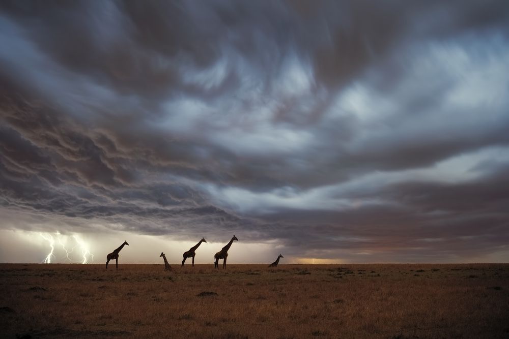 Giraffes with a storm in the background.