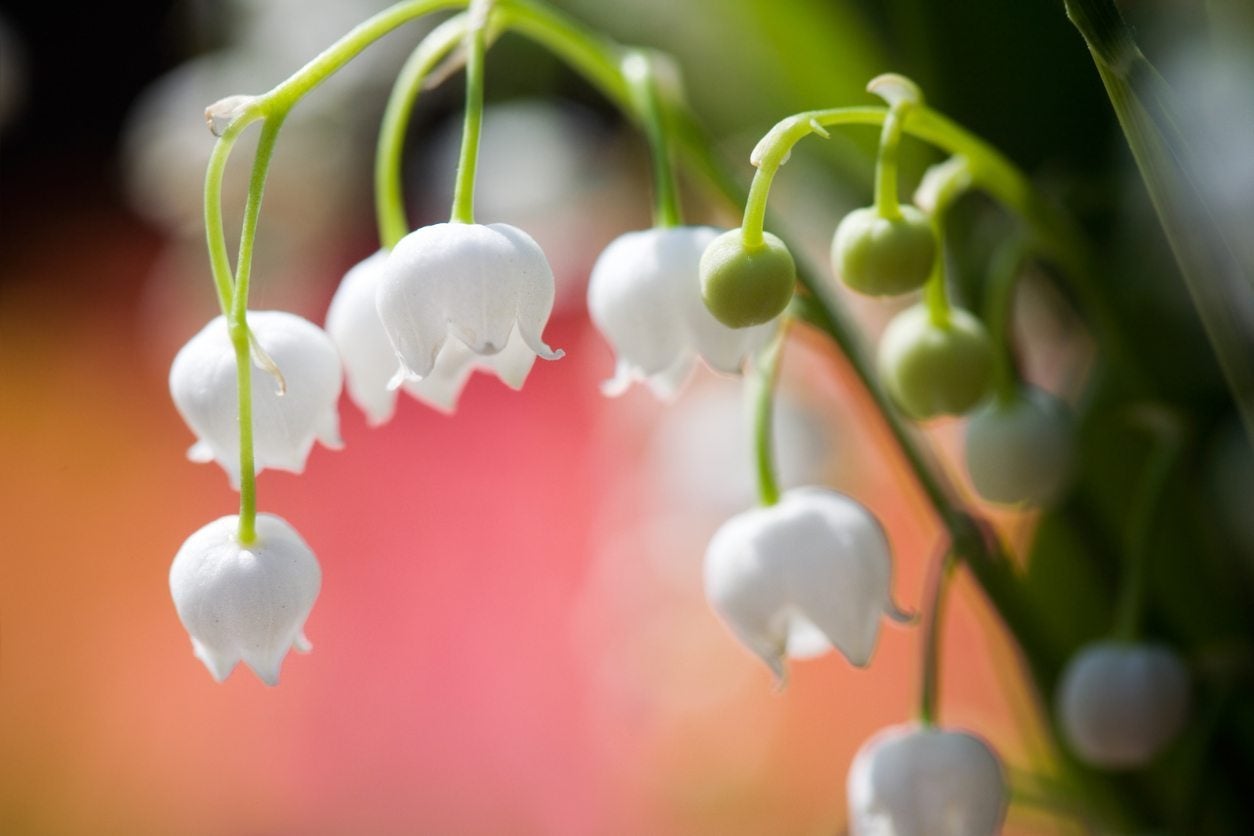 Fragrant lily of the valley typically blooms in May