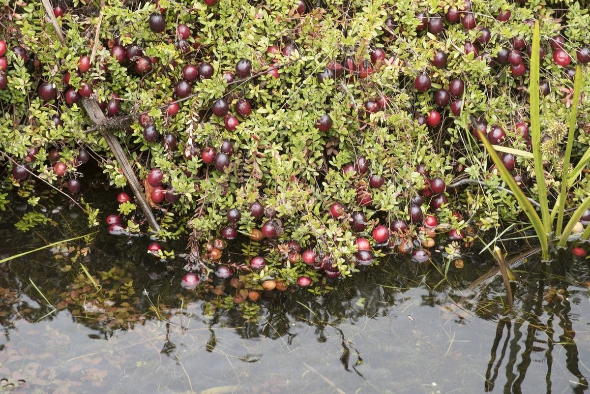 Как цветет клюква на болоте фото How Do Cranberries Grow: Why Are Cranberries In Water In So Many Pictures Garden