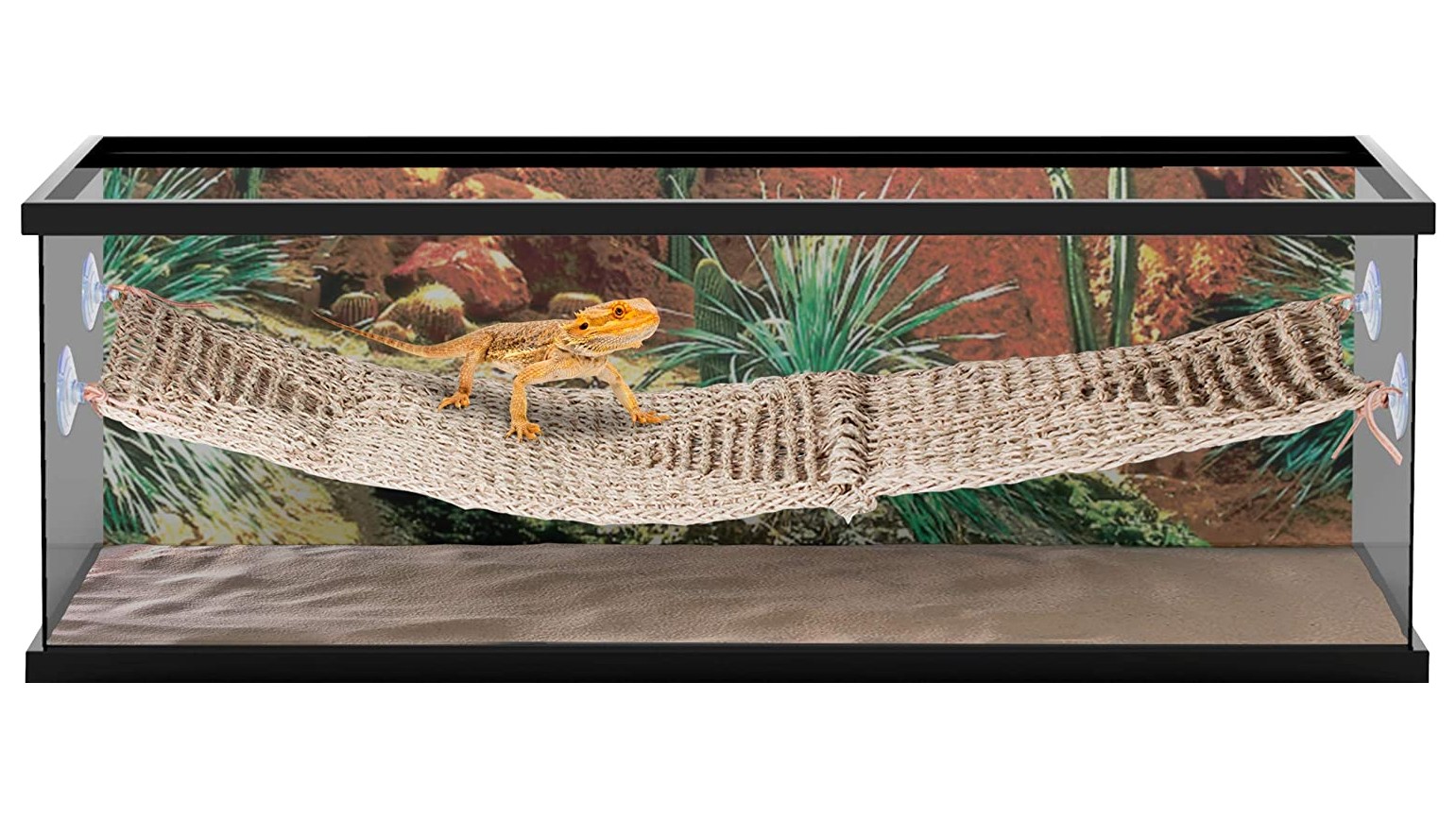 Best toys for pet lizards Banish boredom with our top picks PetsRadar