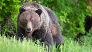 Grizzly bear in Canada