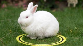 White bunny rabbit sitting on a frisbee in the grass