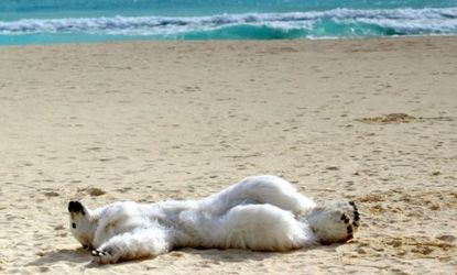 A climate change activist dons a polar bear costume to demonstrate on the beaches of Cancun.