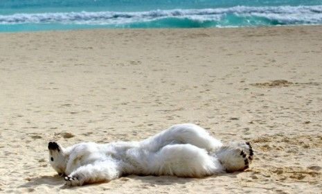 A climate change activist dons a polar bear costume to demonstrate on the beaches of Cancun.